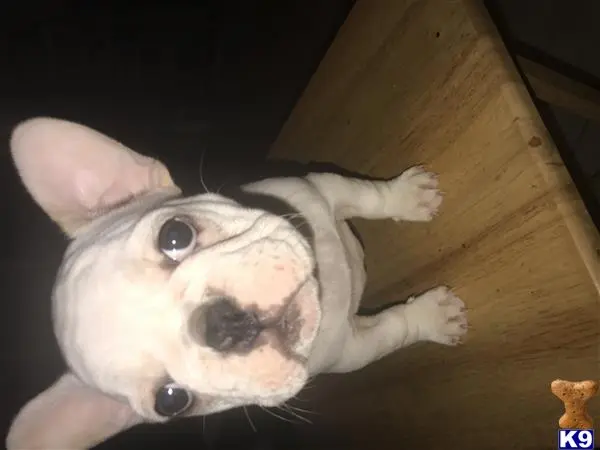 French Bulldog puppy for sale